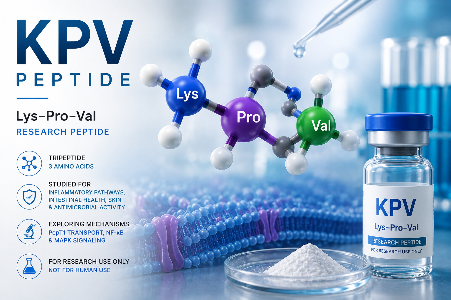 KPV Peptide: Structure, Properties, Mechanism, Research, and Future Outlook